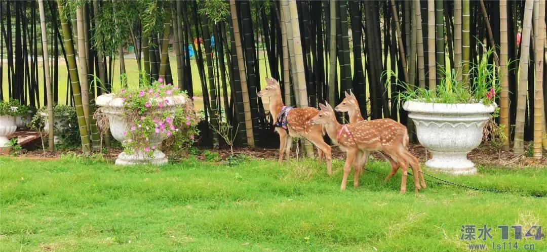 逗小猴开心系列194